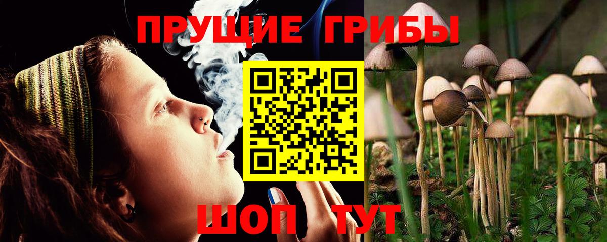 Петрозаводск  Галлюциногенные грибы Psilocybe  Вход с VPN 